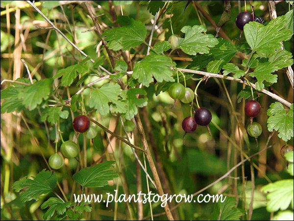 Swamp Gooseberry (Ribes hirtellum)